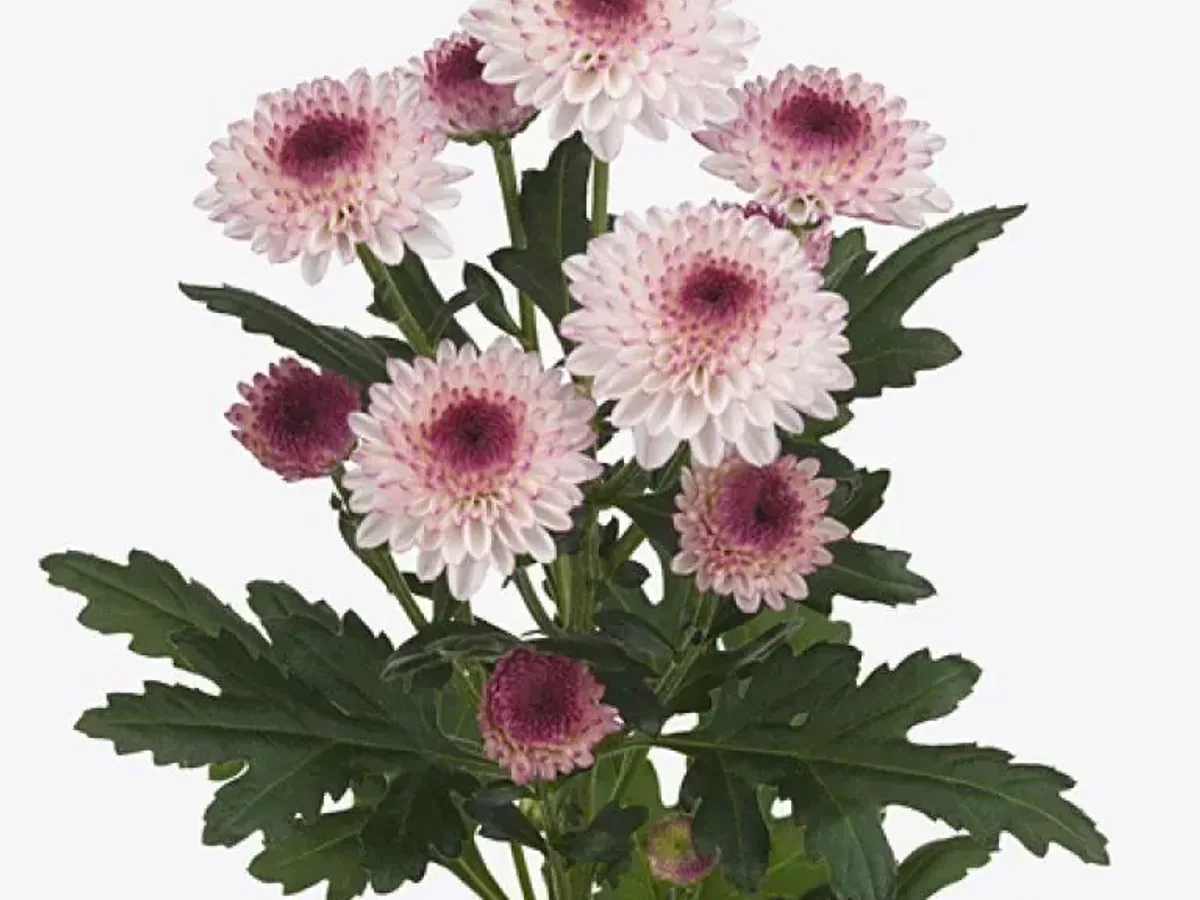 Pink and white chrysanthemum spray grown in Jordan