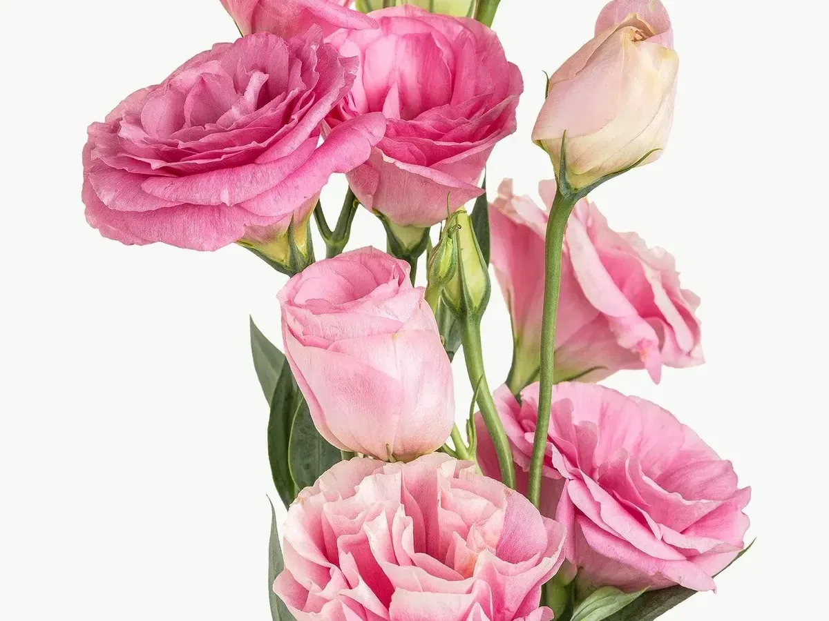 Pink lisianthus (eustoma) blooms grown in Jordan