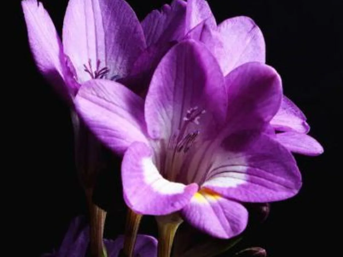 Yellow freesia blooms on an arching stem, grown in Jordan