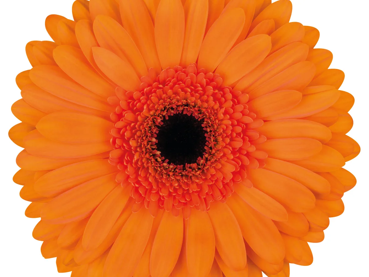 Vivid orange gerbera bloom grown by Roses House in Jordan