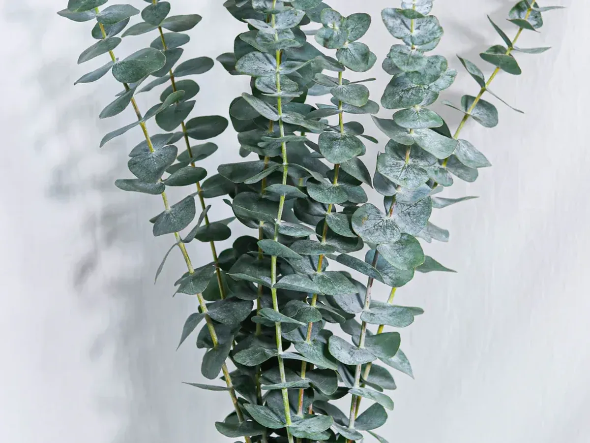 Eucalyptus foliage greenery grown in Jordan