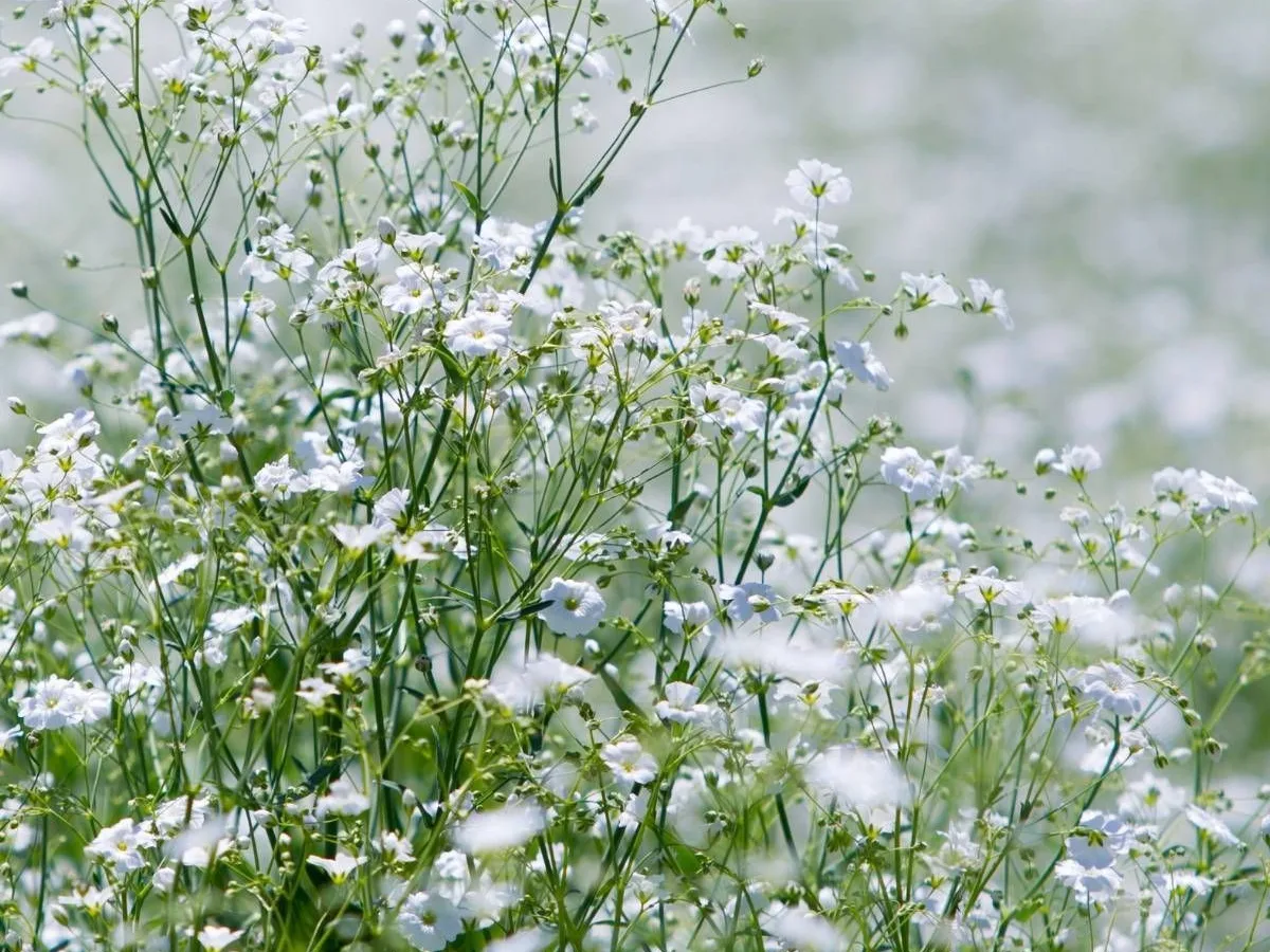 White gypsophila (baby's breath) bunch grown in Jordan