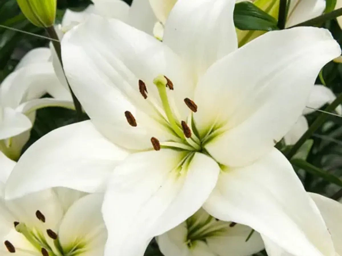 White lily blooms grown in Jordan