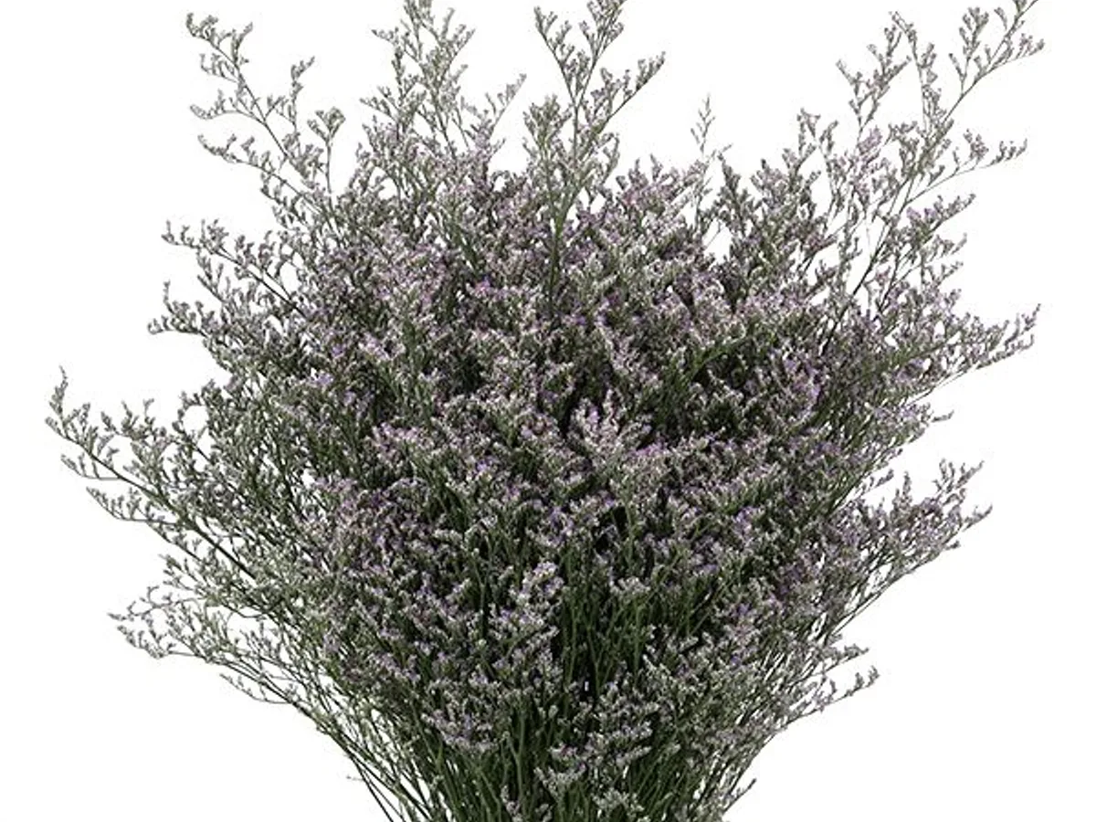 Lilac limonium (statice) filler grown in Jordan
