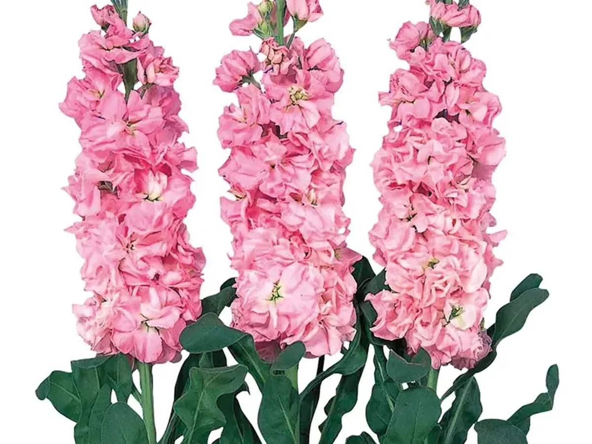 Pink matthiola (stock) stems grown in Jordan