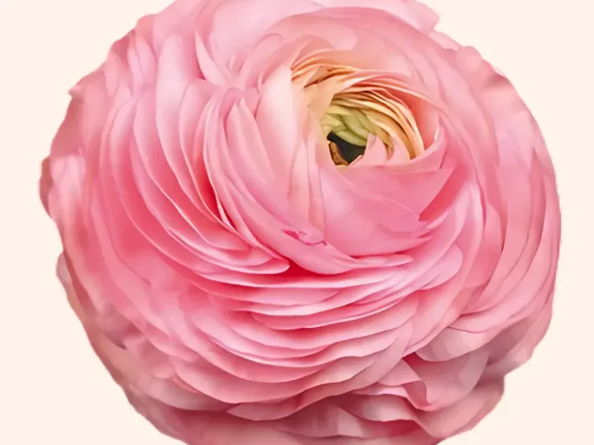Pink ranunculus with densely layered petals, grown in Jordan