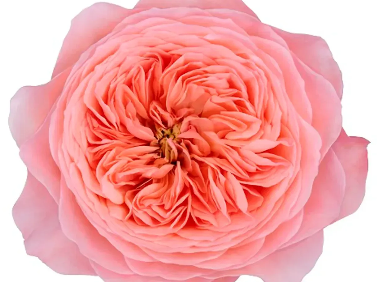Peach garden-style special variety rose grown in Jordan