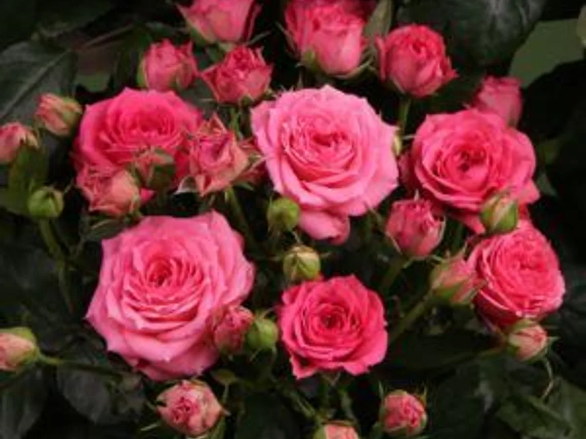 Pink spray roses with multiple blooms per stem, grown in Jordan