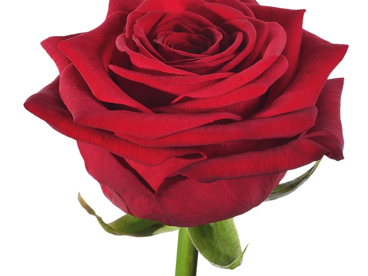 Red Naomi! standard rose grown by Roses House in Jordan