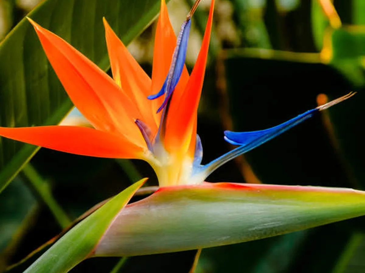 Strelitzia Bird of Paradise flower grown in Jordan