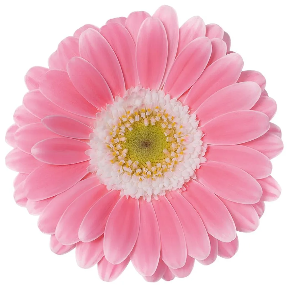 Gerbera grown by Roses House