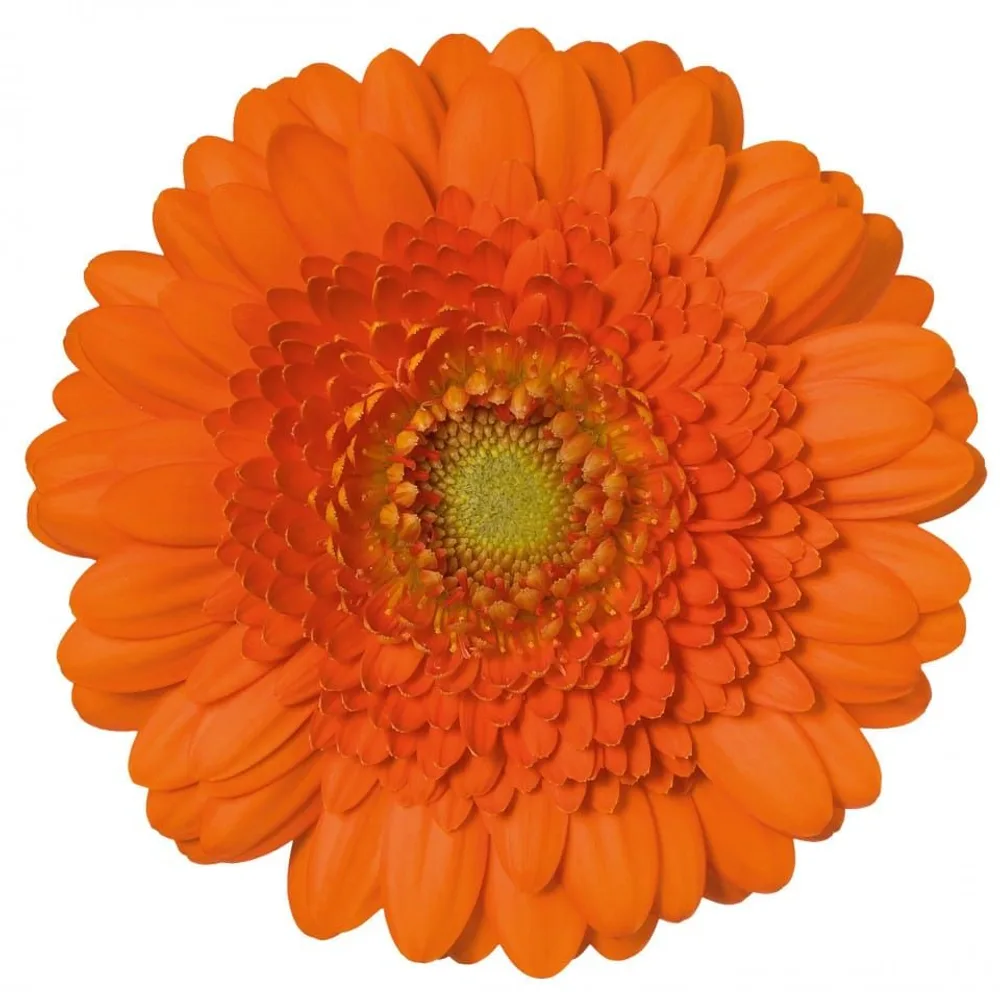 Gerbera grown by Roses House