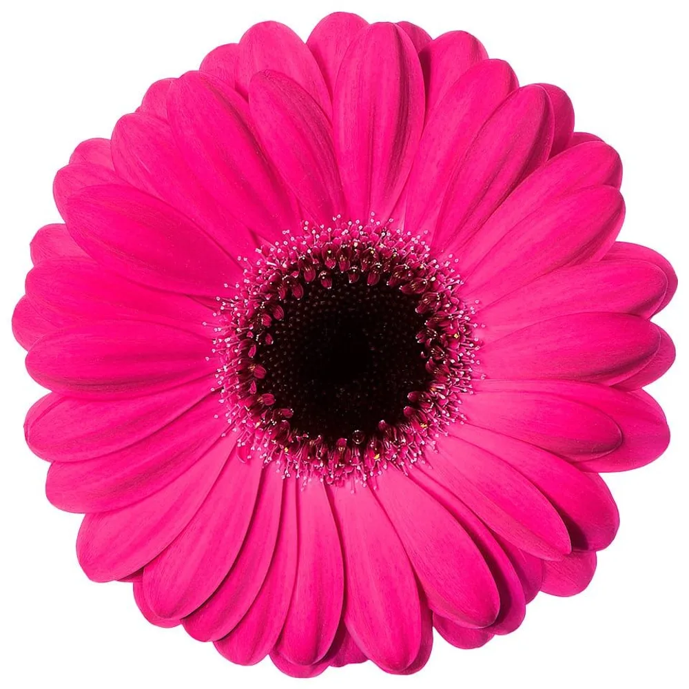 Gerbera grown by Roses House