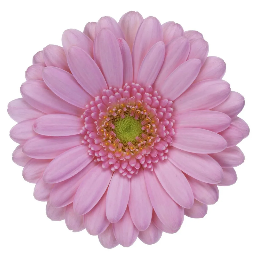 Gerbera grown by Roses House
