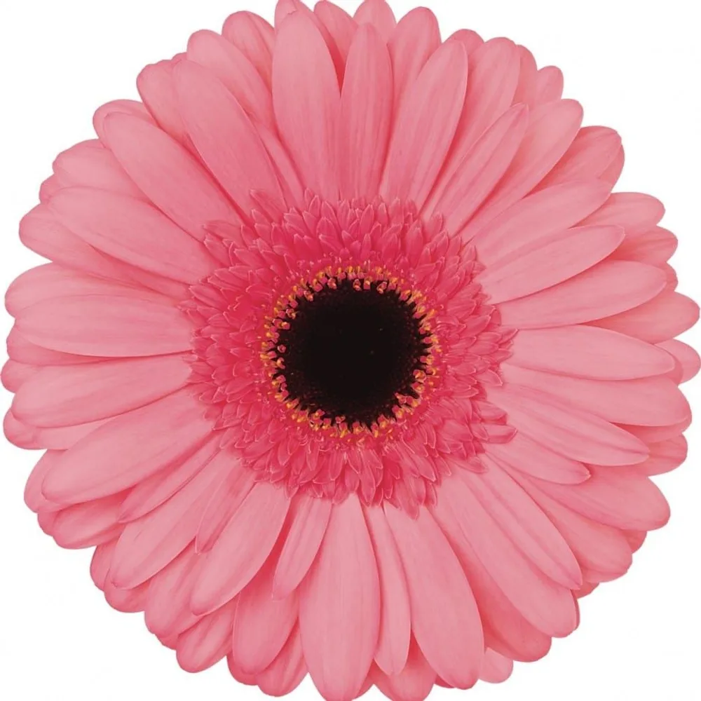 Gerbera grown by Roses House