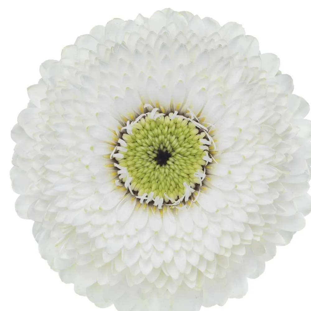 Gerbera grown by Roses House