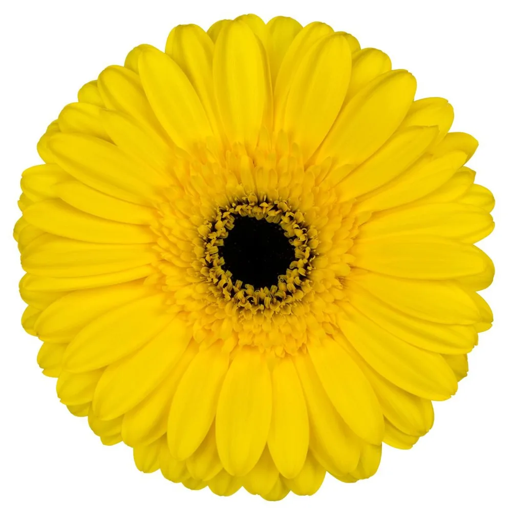 Gerbera grown by Roses House