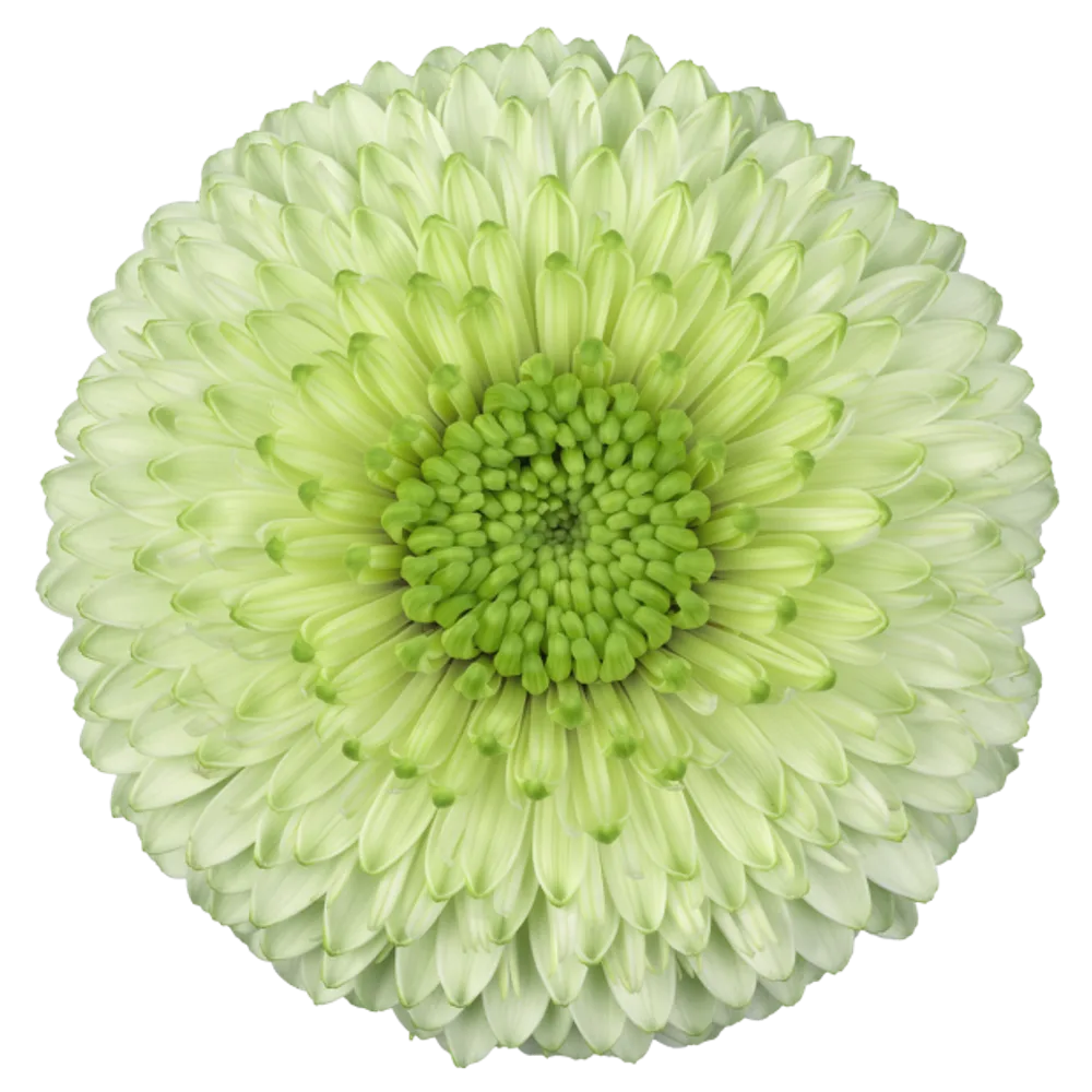 Gerbera grown by Roses House