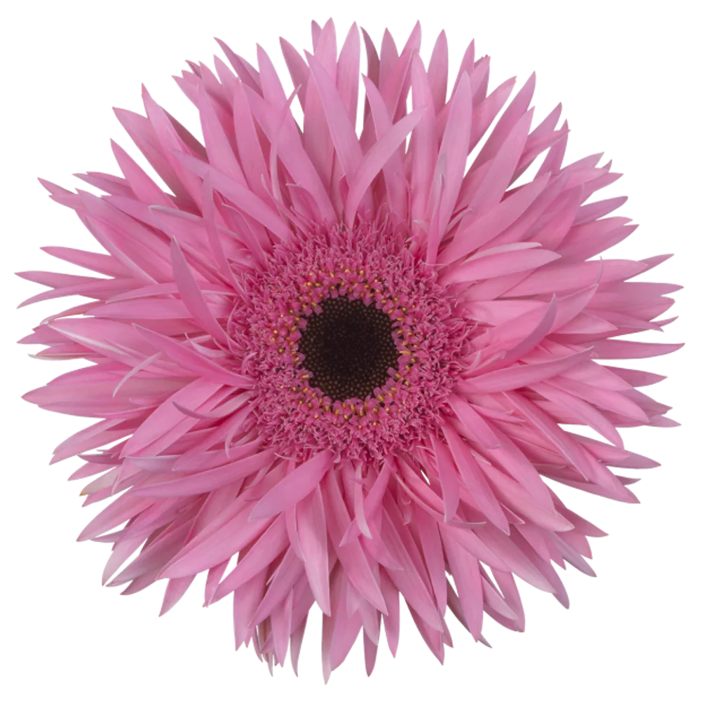 Gerbera grown by Roses House
