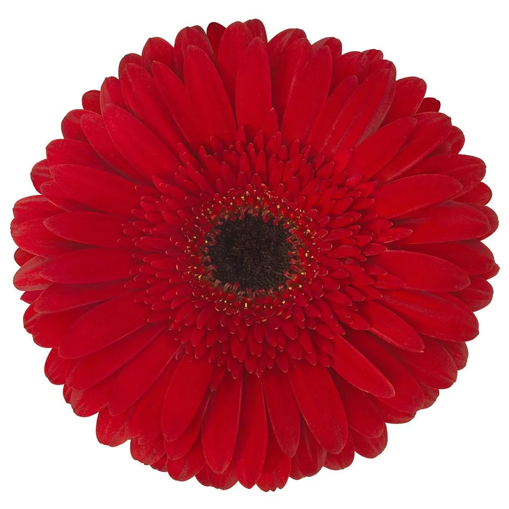 Gerbera grown by Roses House