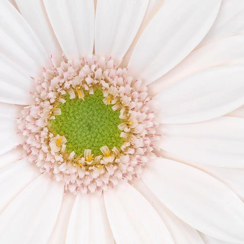 Gerbera grown by Roses House