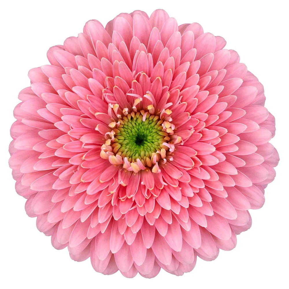 Gerbera grown by Roses House