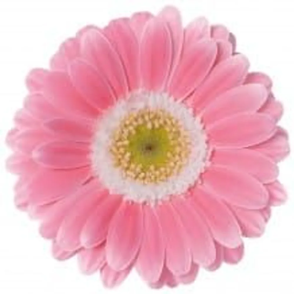 Gerbera grown by Roses House
