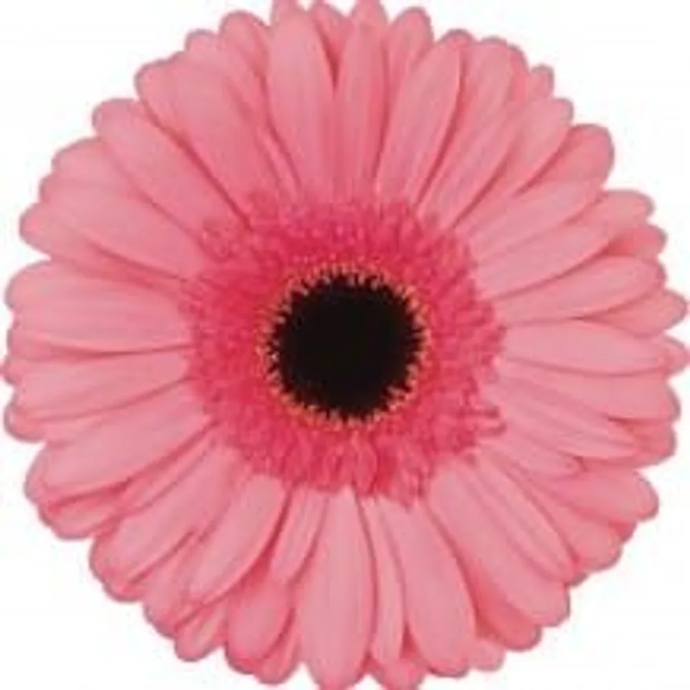 Gerbera grown by Roses House