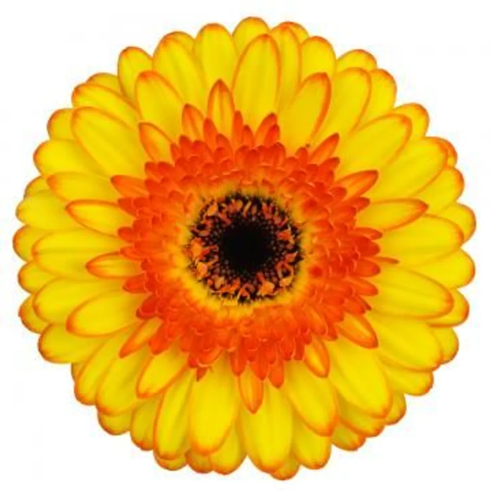 Gerbera grown by Roses House