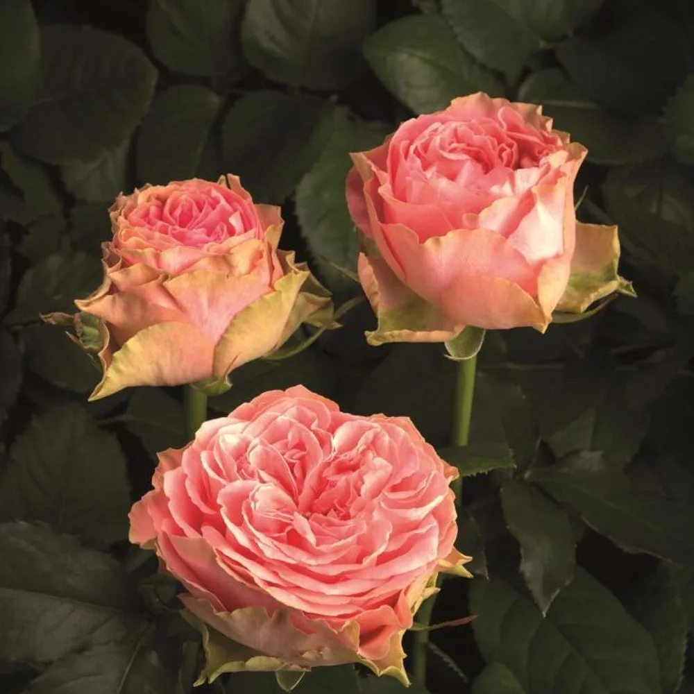 Roses grown at the Roses House farm in Jordan