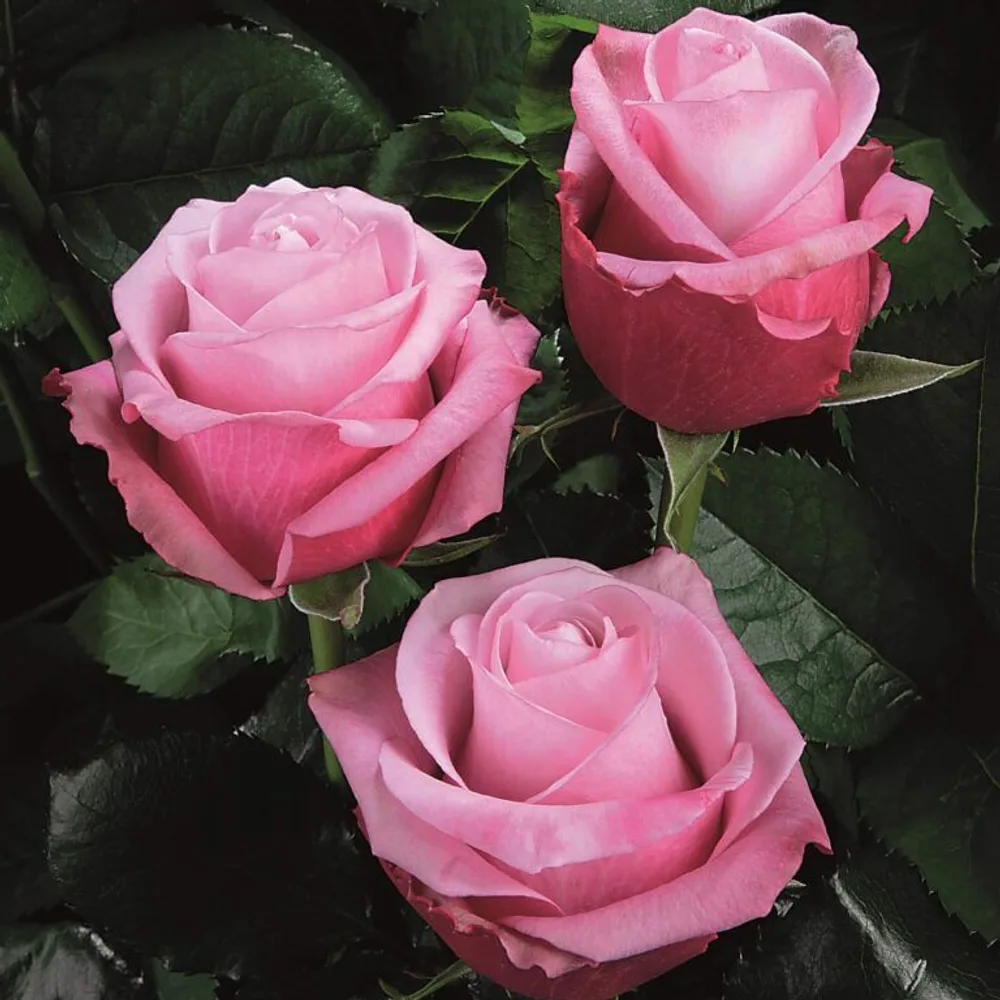 Roses grown at the Roses House farm in Jordan