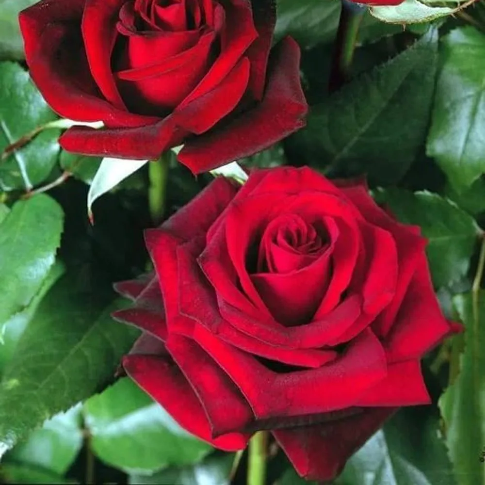Roses grown at the Roses House farm in Jordan
