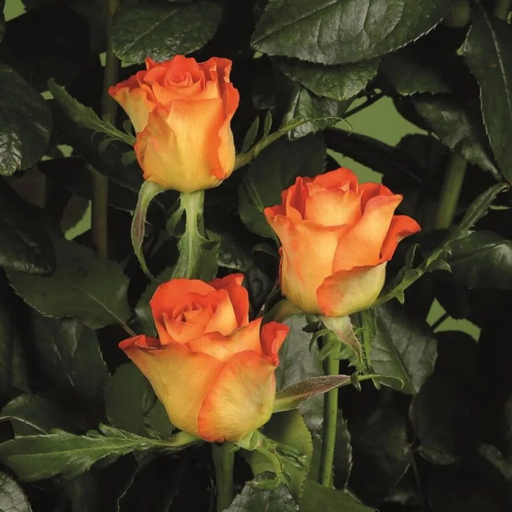 Roses grown at the Roses House farm in Jordan