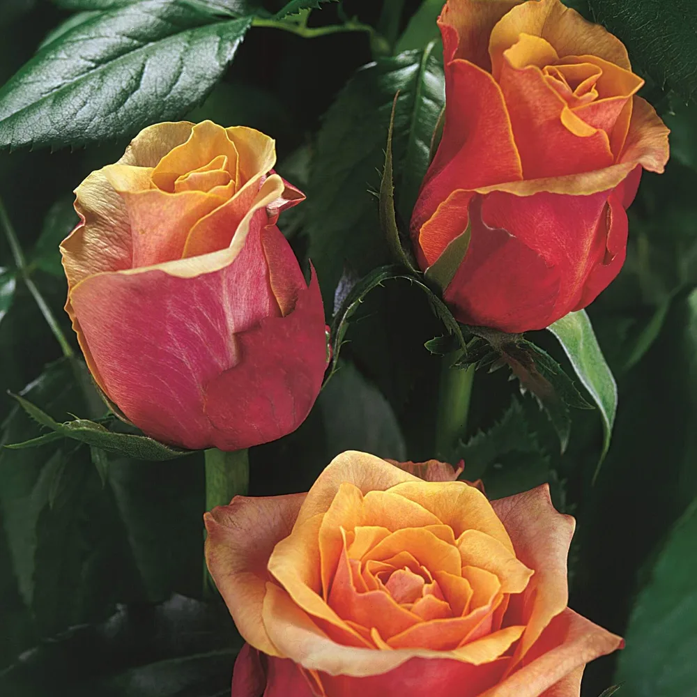 Roses grown at the Roses House farm in Jordan
