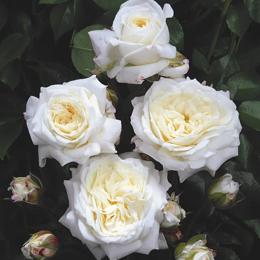 Roses grown at the Roses House farm in Jordan