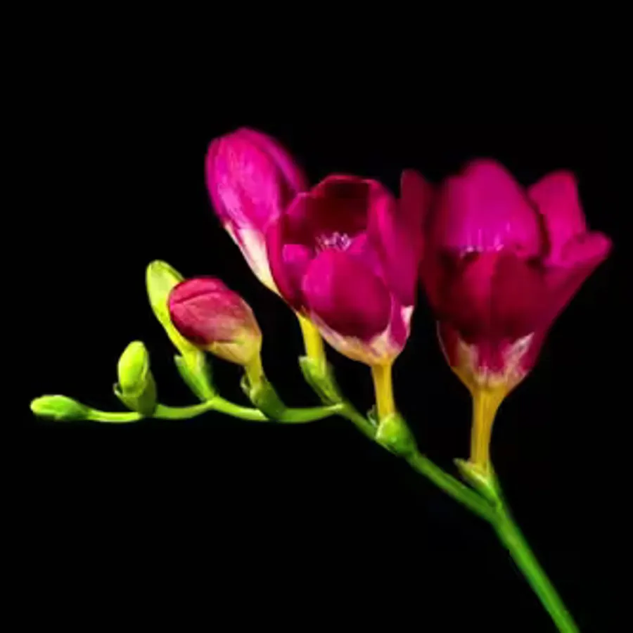 Dark Pink