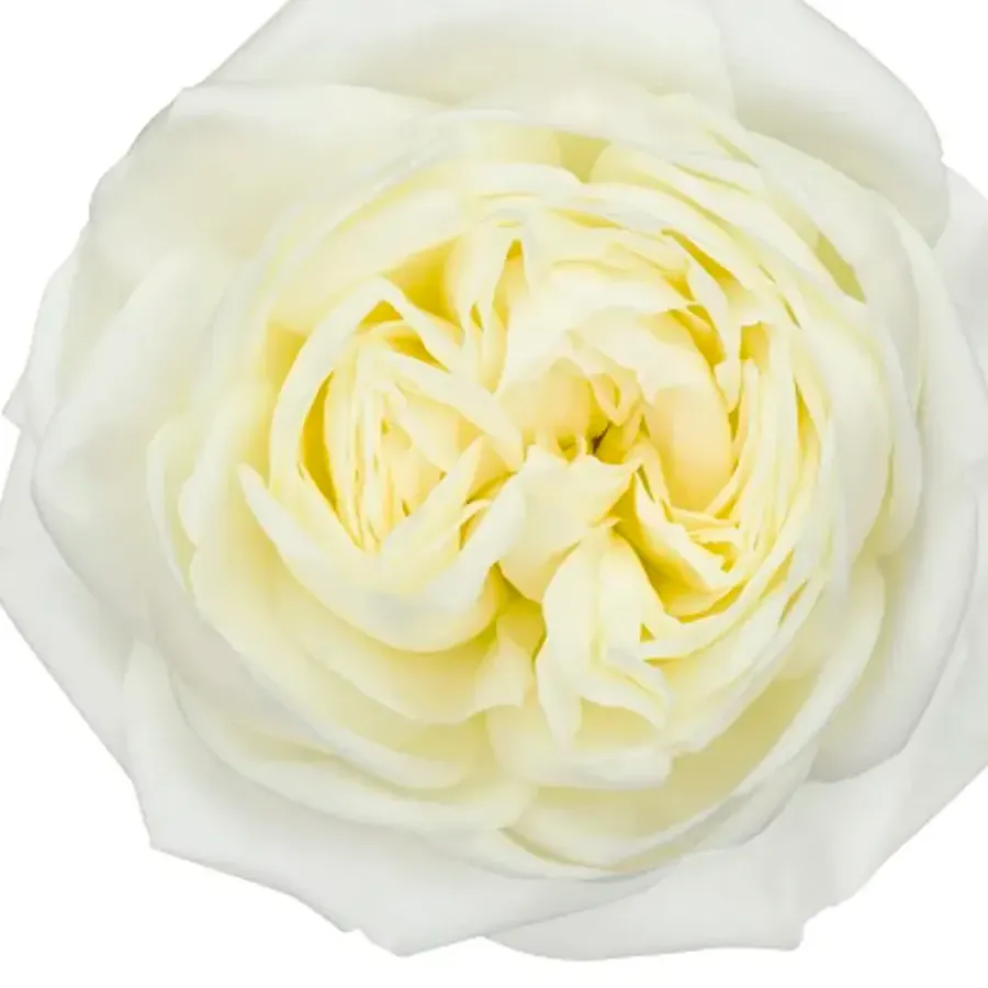 Chic White — Cream
