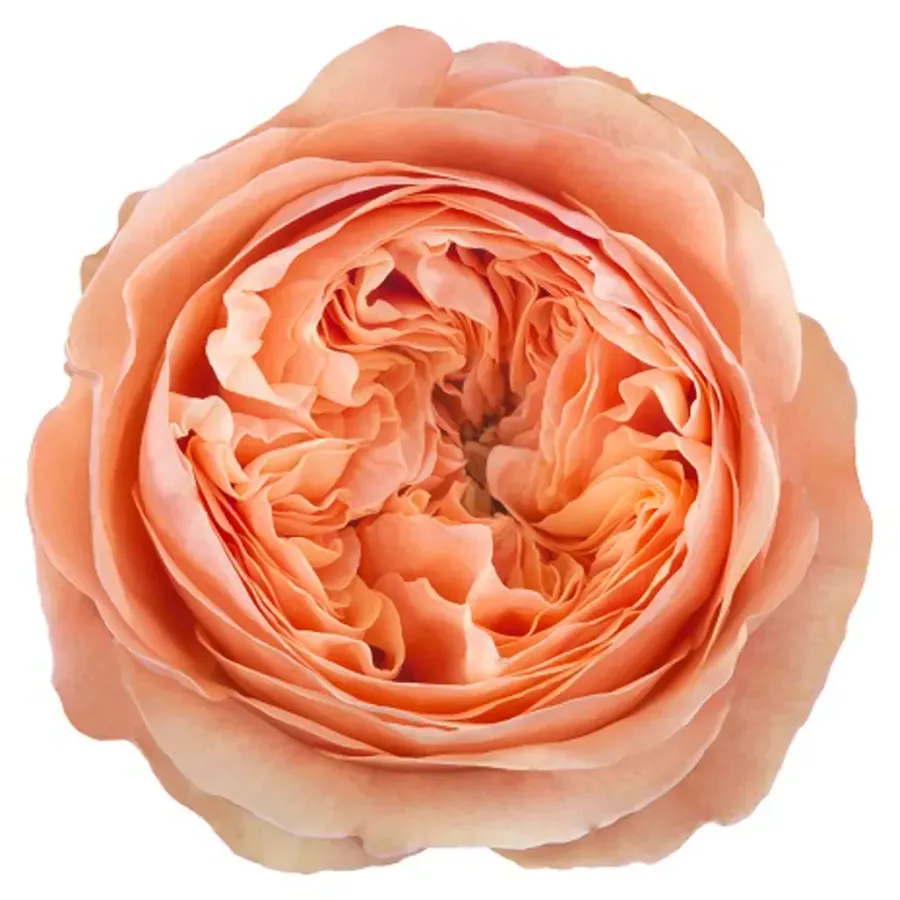 Dorset — Pink