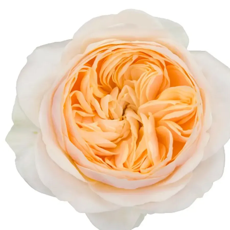 Freya Gardens — Peach