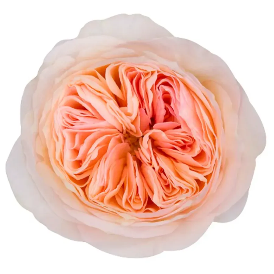 Georgina Gardens — Pink