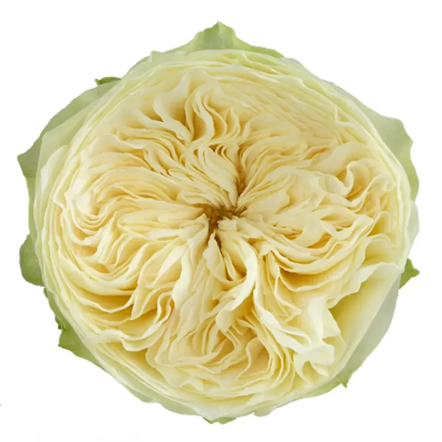 Lovely Harper — Yellow