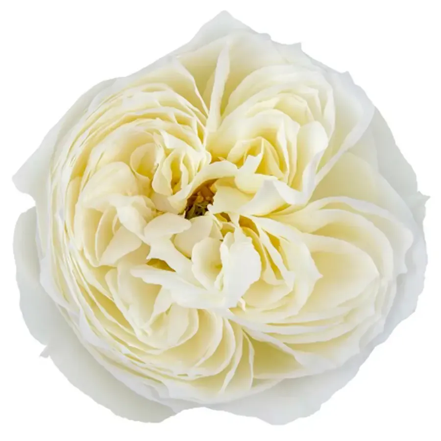 Parfum Blanche — Cream