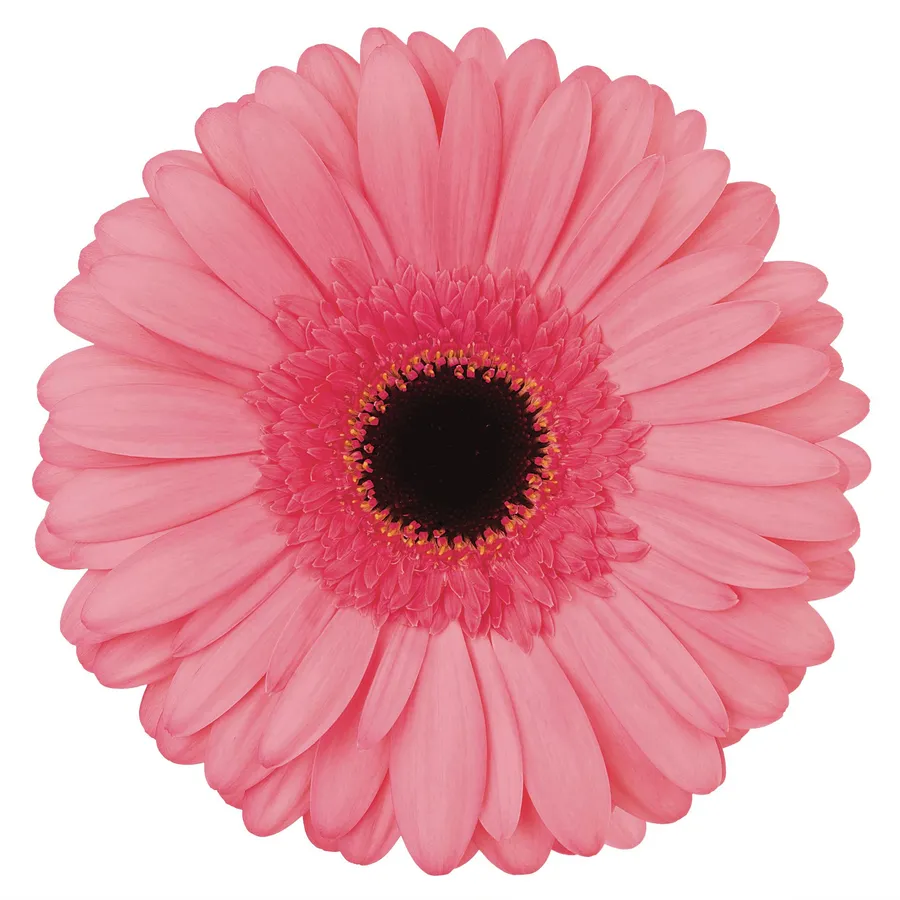 Alcantara — Pink