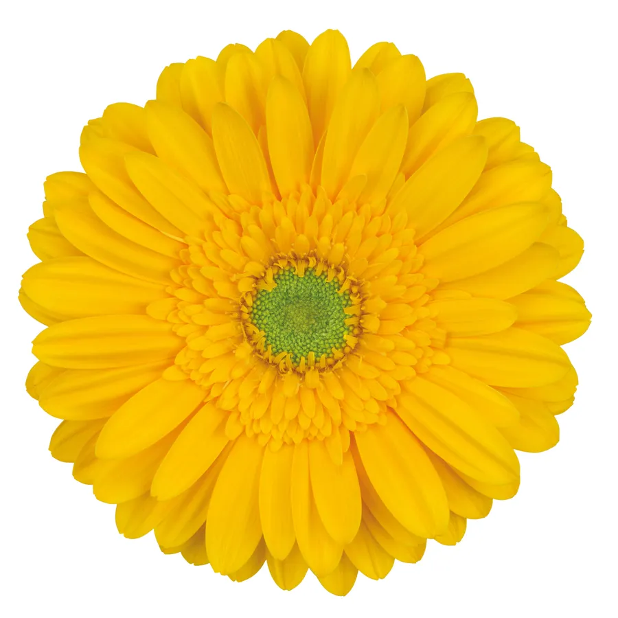 Bonamare — Orange