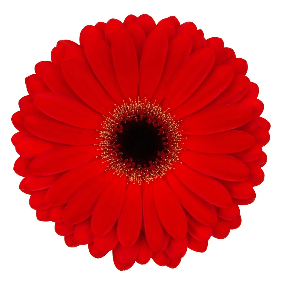Centurion — Red
