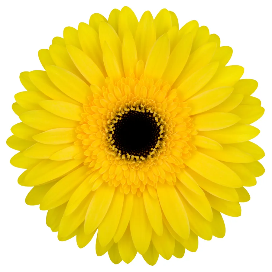 Dagmar — Golden yellow