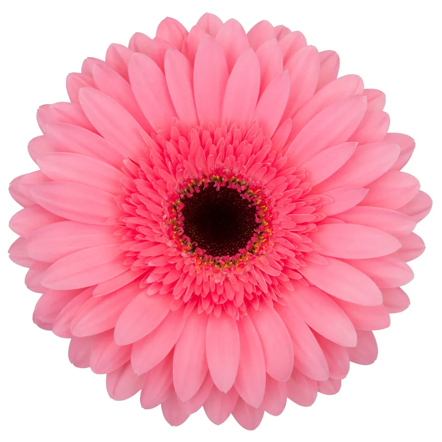 Daisy — Hot pink