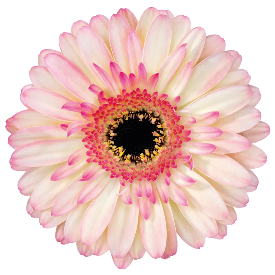 Dani — Light pink