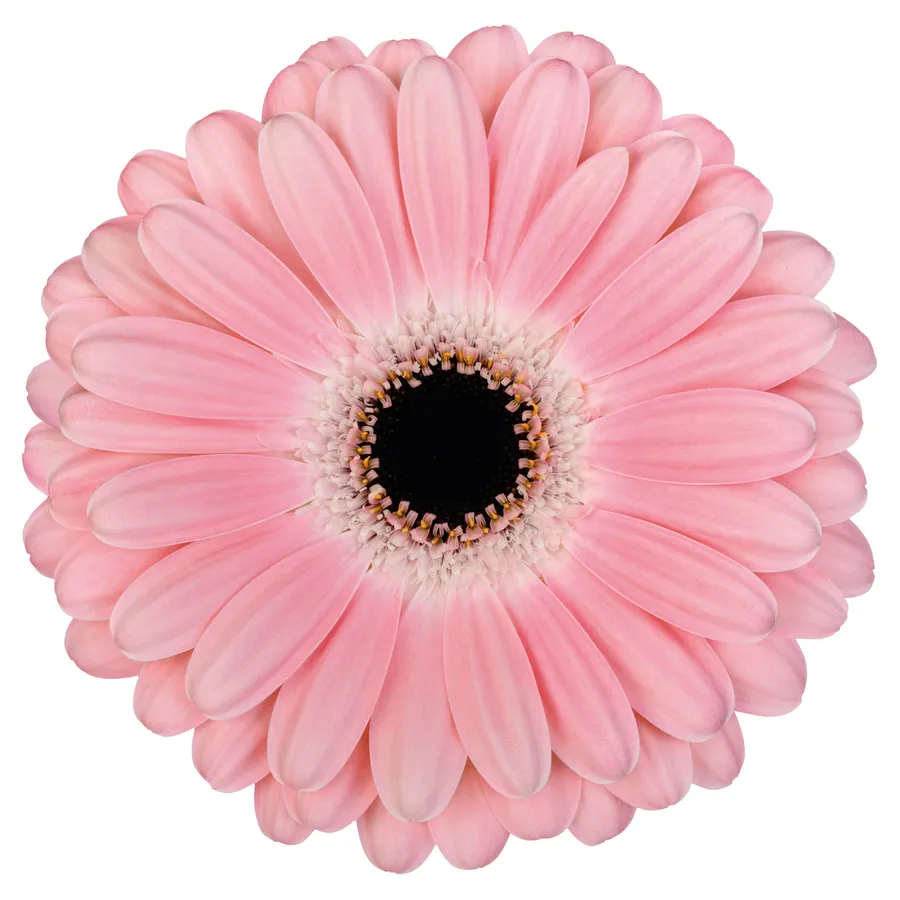 Dulcie — Pink