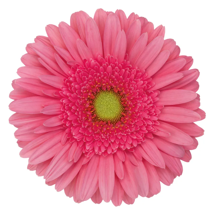 Esmara — Hot pink